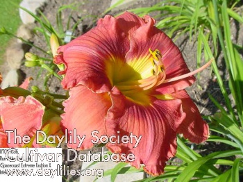 Daylily Run N the Red Light